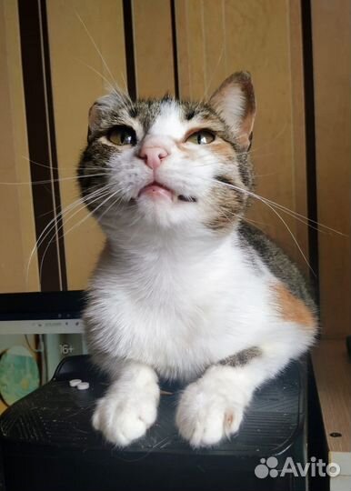 Кошечка Самира