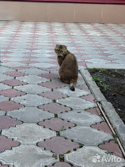 Нашлась кошка