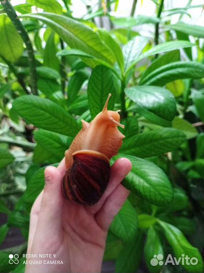 Улитки ахатины