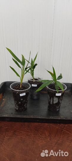 Драцена маргината