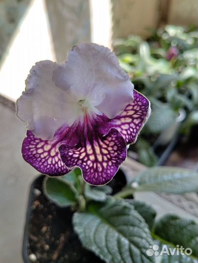 Стрептокарпус