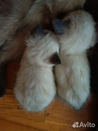 Тайская бесплатно