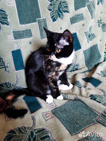 Отдам кошечку