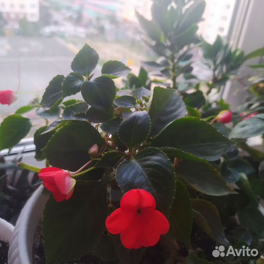 Бальзамин (ванька мокрый)