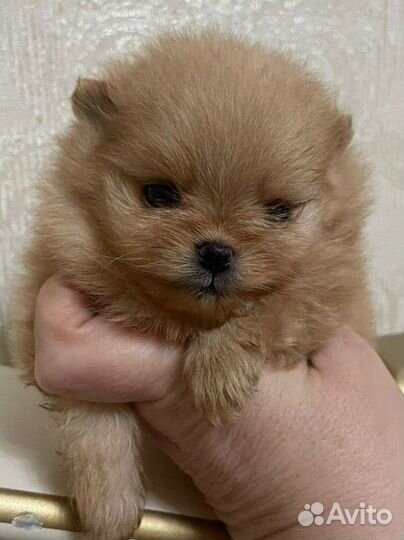 Померанский шпиц мини