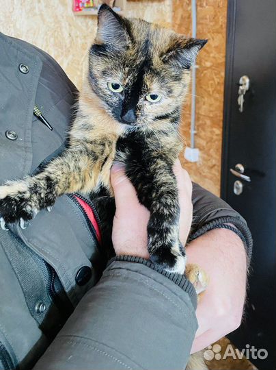 Кошечка в добрые руки