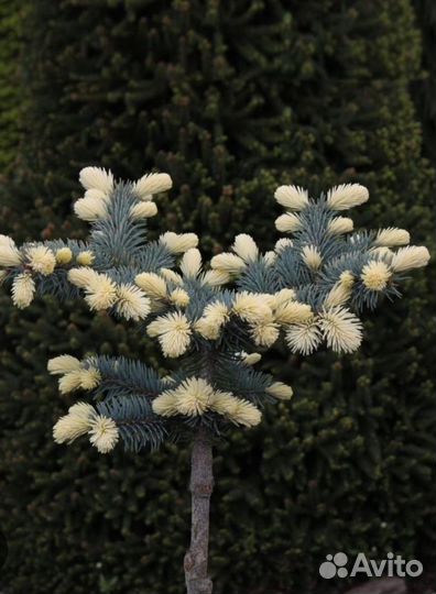 Ель Белобок на штамбе. Отправка