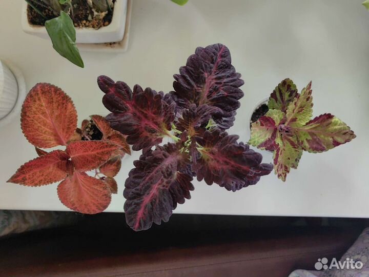 Колеусы вегетативные в горшке