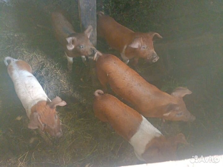 Дюрок и белопоясовые