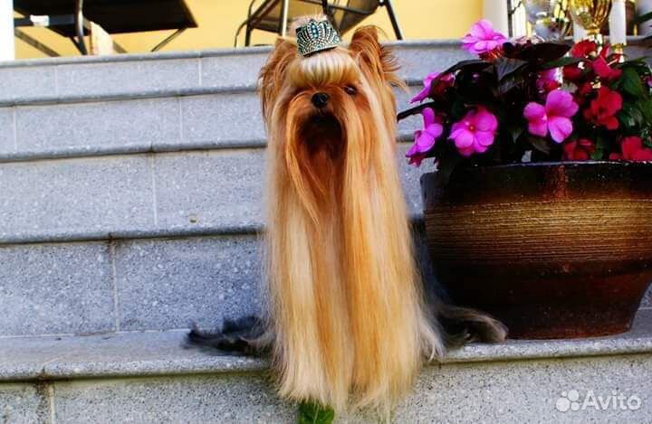 Мальчик из питомника Stribrne Prani приглашает дам