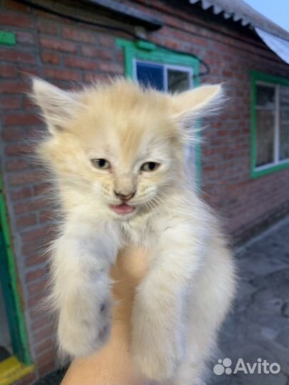 Кошка в дар бесплатно