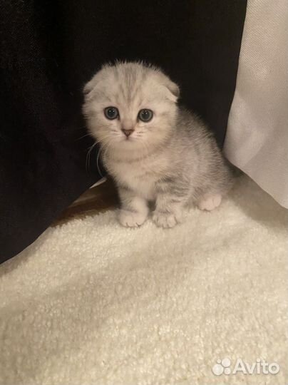 Шотландские котята клубные с документами и прививк