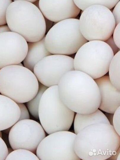 Яйцо инкубационное утиное ст 5 продам