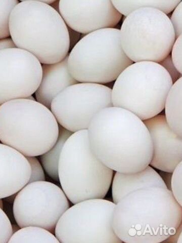 Яйцо инкубационное утиное ст 5 продам