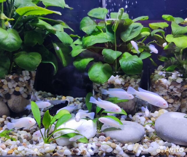 Аквариумные рыбки цихлиды (Снежный принц)