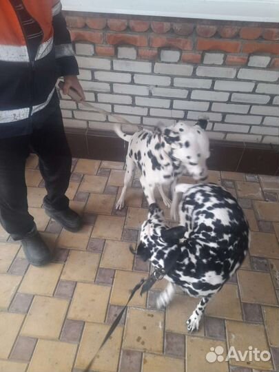 Щенки далматина
