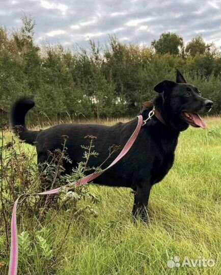 Красавчик Дарт в поисках семьи