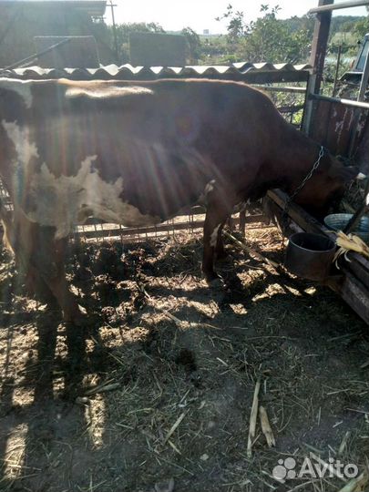 Корова стельная дойная