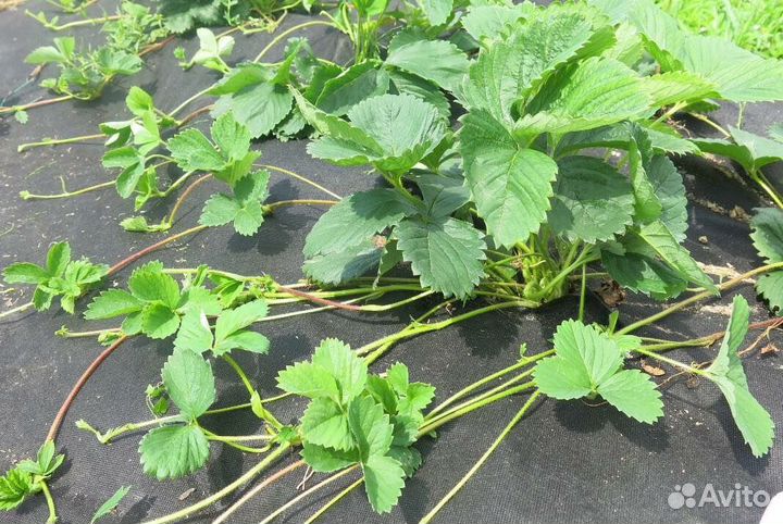 Усы клубники Клери