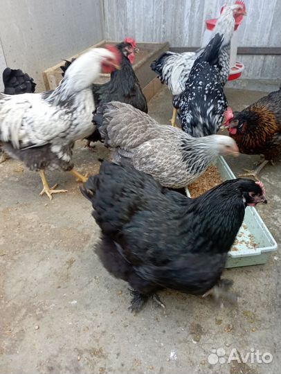 Куры,петухи