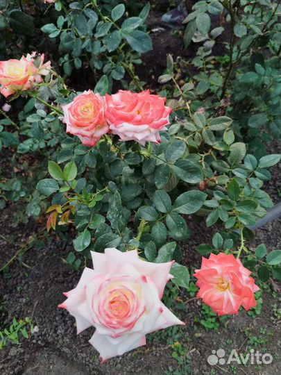 Саженцы роз