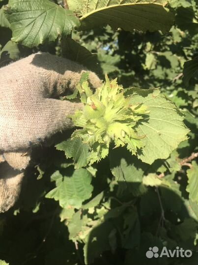 Саженцы фундука