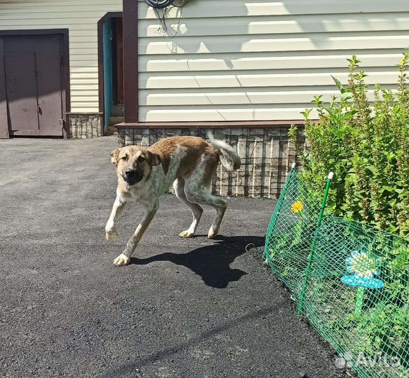 Юта в добрые руки