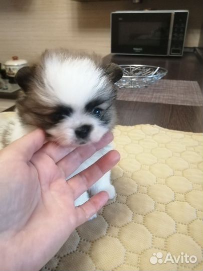 Щенки шпица. Мини