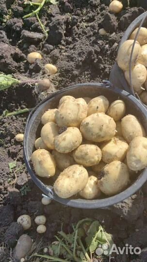 Картофель / свежый урожай / опт /большой объем