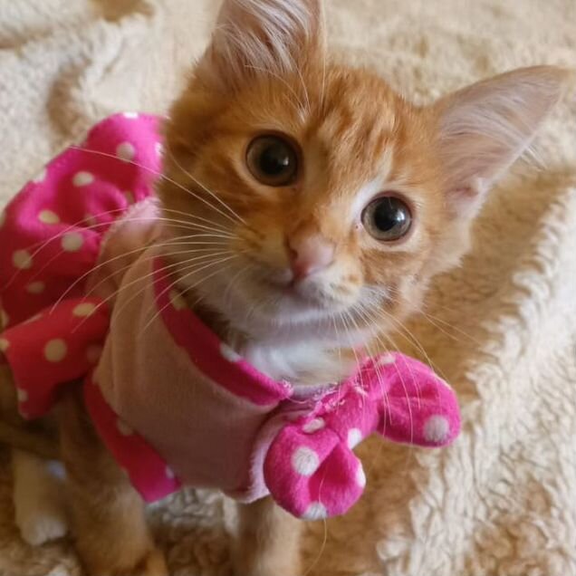 Котёнок в добрые руки