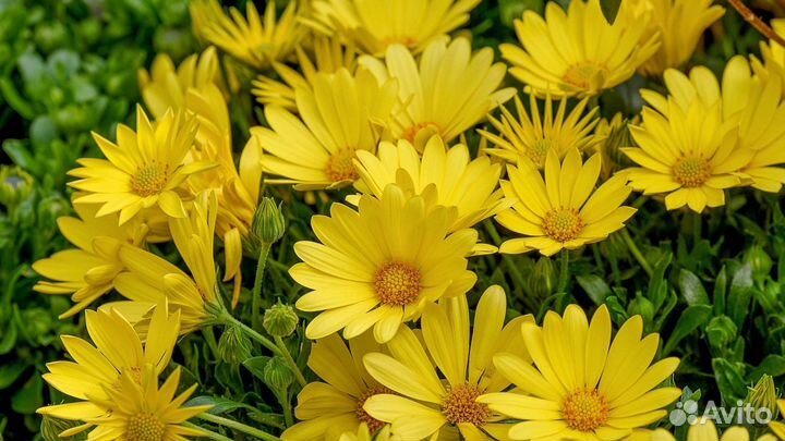 Садовые цветы(многолетние)