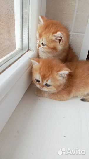 Котята золотая шиншилла