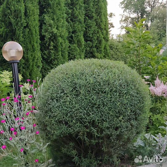 Ива шаровидная