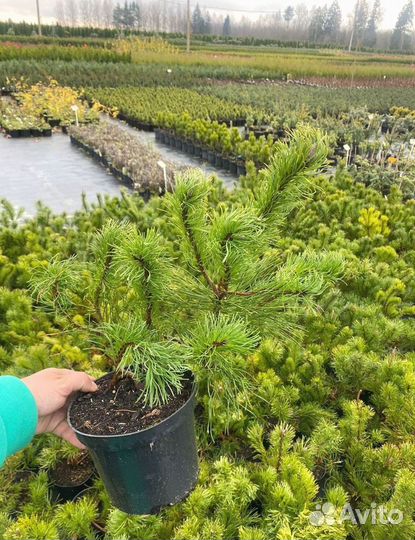 Горная сосна оптом С10 40-60 см