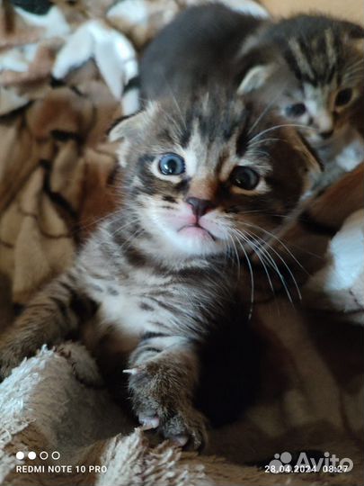 Отдам котят в добрые руки