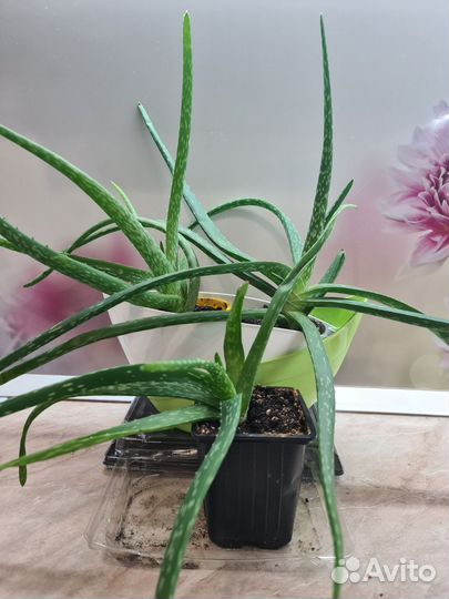 Домашние растения, кактус, спатифиллум, толстянка