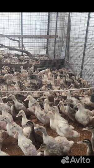 Утята суточные