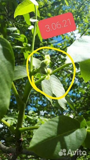 Грецкий орех саженцы 3-х летки