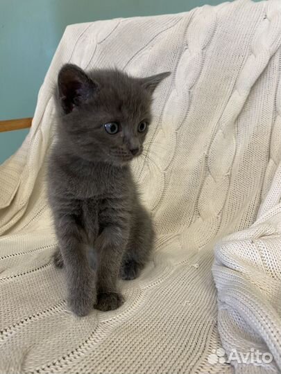 Котята мышеловы от деревенской кошки