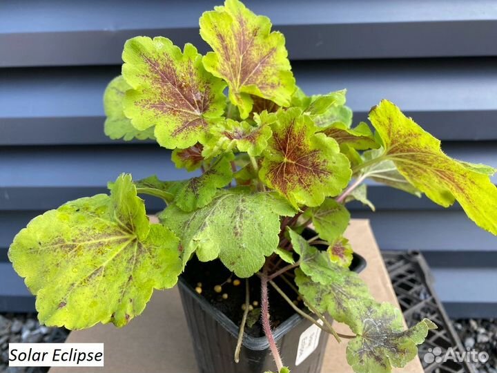 Гейхеры в горшке р9