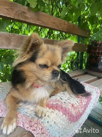 Вязка чихуахуа