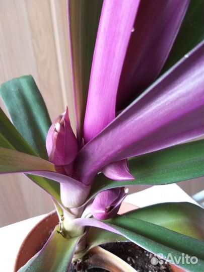 Традесканция Рео 