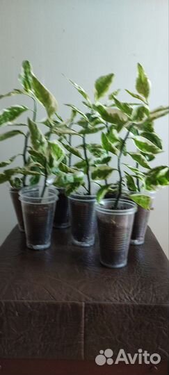 Педилантус