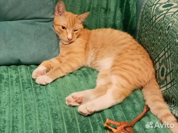 Кот в добрые руки