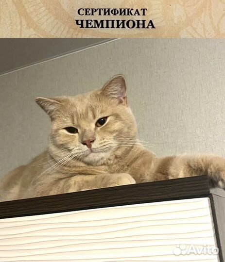 Вязка