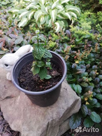 Дерен Компресса