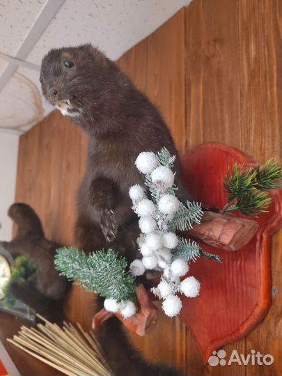 Норка чучело