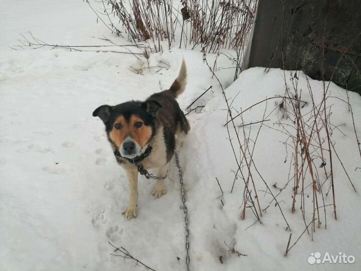 Собака в добрые руки отдам бесплатно