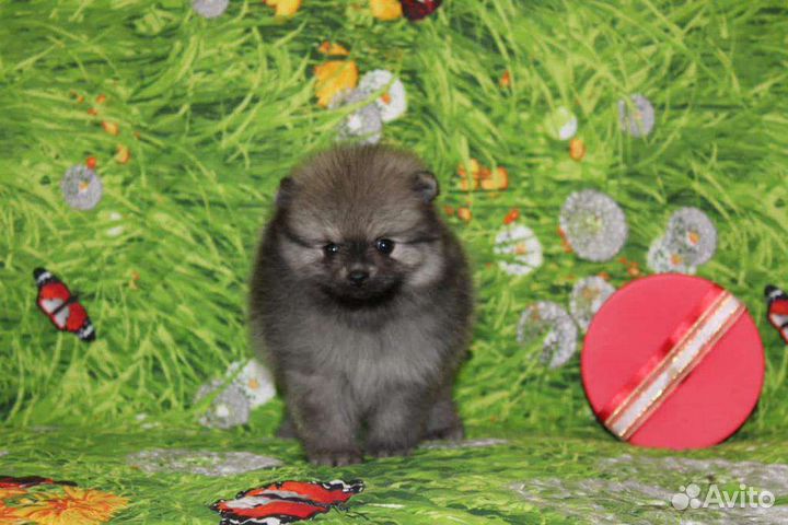Померанский шпиц