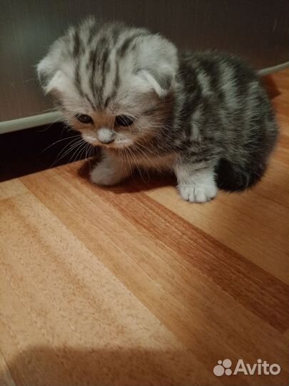 Шотландская